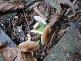 Lepiota clypeolaria image