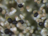 Imshaugia aleurites image