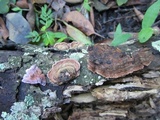 Porostereum crassum image