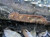 Porostereum crassum image