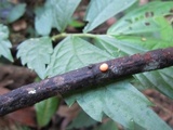 Lycogala epidendrum image