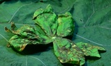 Allodus podophylli image