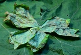 Allodus podophylli image