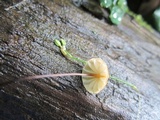 Marasmius fulvoferrugineus image