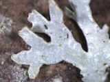 Imshaugia aleurites image