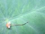 Marasmius fulvoferrugineus image