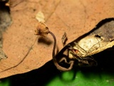 Gymnopus semihirtipes image