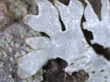 Imshaugia aleurites image