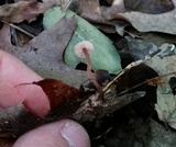 Gymnopus semihirtipes image
