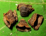 Hymenochaete rubiginosa image