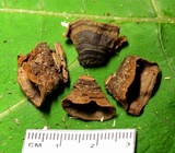 Hymenochaete rubiginosa image