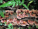Microporus affinis image