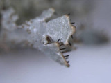Imshaugia aleurites image