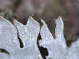 Imshaugia aleurites image