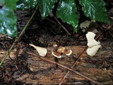 Microporus vernicipes image