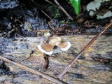 Microporus vernicipes image