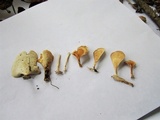 Microporus vernicipes image
