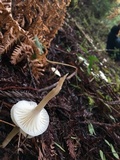 Hygrocybe russocoriacea image