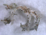 Imshaugia aleurites image