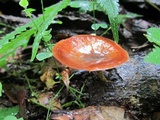 Microporus xanthopus image