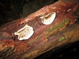 Cerrena zonata image