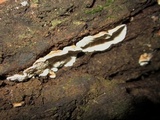 Cerrena zonata image