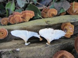Microporus xanthopus image