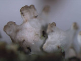 Imshaugia aleurites image
