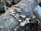 Panellus pusillus image