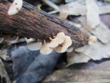 Panellus pusillus image