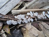 Panellus pusillus image