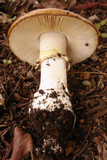 Amanita ameripanthera image