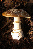 Amanita ameripanthera image