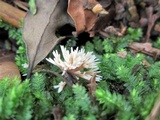 Pterula multifida image