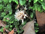 Pterula multifida image