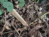 Pterula multifida image