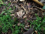 Pterula multifida image