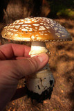 Amanita ameripanthera image
