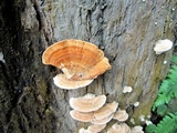 Rhodofomitopsis feei image