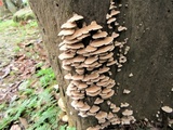 Rhodofomitopsis feei image