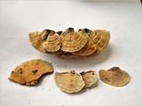 Rhodofomitopsis feei image