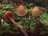 Galerina subfiliformis image