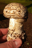 Amanita ameripanthera image