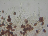 Galerina subfiliformis image