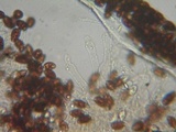 Galerina subfiliformis image
