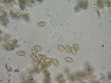 Galerina subfiliformis image