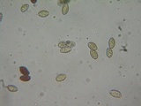 Galerina subfiliformis image