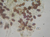 Galerina subfiliformis image