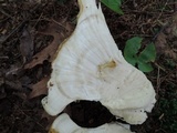 Bondarzewia berkeleyi image