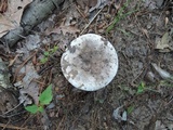 Russula dissimulans image